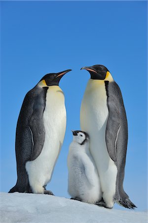 Emperor Penguins, Snow Hill Island, Antarctica Stock Photo - Rights-Managed, Code: 700-02670612