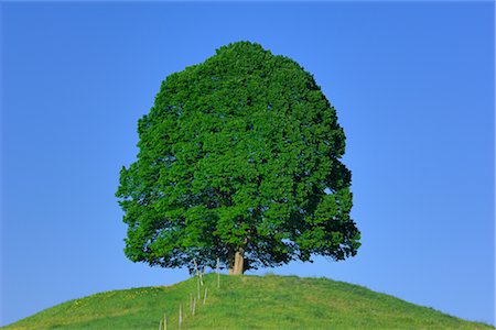 Lime Tree, Oberbayern, Bavaria, Germany Stock Photo - Rights-Managed, Code: 700-02670626