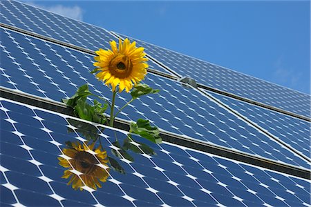 strom (elektische energie) - Sonnenblume und Sonnenkollektoren, Bayern, Deutschland Stockbilder - Lizenzpflichtiges, Bildnummer: 700-02670628