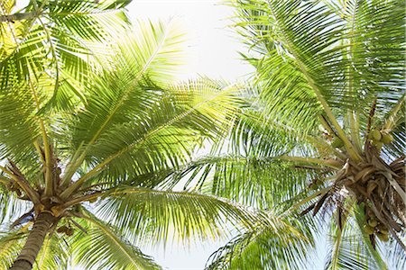 palm leaf - Palm Trees Foto de stock - Con derechos protegidos, Código: 700-02670769