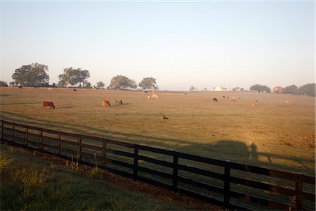 Field, Somerville, Texas, USA Foto de stock - Con derechos protegidos, Código: 700-02670977