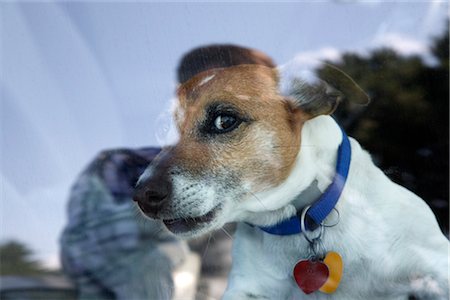 Chien à la recherche des voitures hors fenêtre Photographie de stock - Rights-Managed, Code: 700-02671015