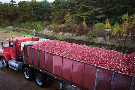 farm vehicle - Transport Truck Carrying Cranberries, Wareham, Massachusetts, USA Stock Photo - Rights-Managed, Code: 700-02671028