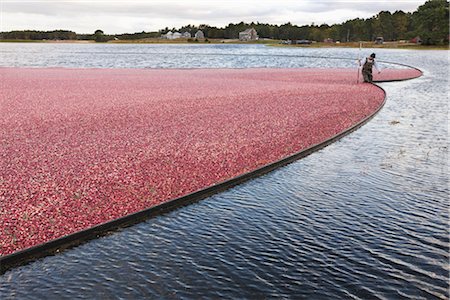 Cranberry Harvest Stock Photo - Rights-Managed, Code: 700-02671036