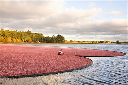 Cranberry Harvest Stock Photo - Rights-Managed, Code: 700-02671038