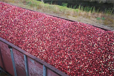 food truck not people - Cranberry Harvest Stock Photo - Rights-Managed, Code: 700-02671031