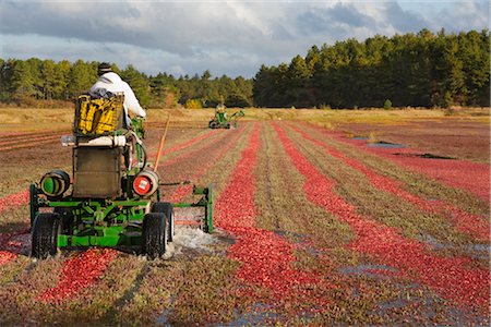 farm harvesting equipment - Cranberry Harvest Stock Photo - Rights-Managed, Code: 700-02671052