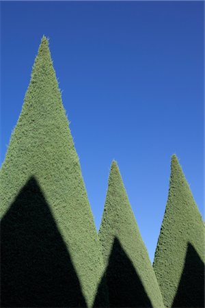 Shadows on Cypress Trees, Provence, France Stock Photo - Rights-Managed, Code: 700-02671126