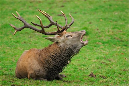 Portrait de Red Deer Photographie de stock - Rights-Managed, Code: 700-02671137