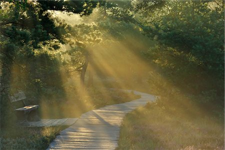 pictures of german nature reserves - Boardwalk and Sunrays, Black Moor, Rhoen, Bavaria, Germany Stock Photo - Rights-Managed, Code: 700-02671130