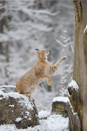 simsearch:6122-07696907,k - Lynx about to Jump onto Tree Trunk Stock Photo - Rights-Managed, Code: 700-02671156