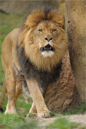 powerful (animals) - Lion Stock Photo - Rights-Managed, Code: 700-02671164