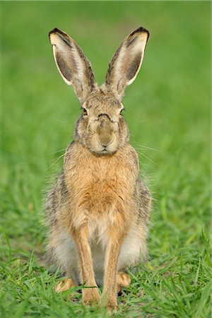 Portrait of Hare Foto de stock - Con derechos protegidos, Código: 700-02671169