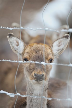 fences and barriers for wild animals - Fallow Deer behind Fence Stock Photo - Rights-Managed, Code: 700-02671160