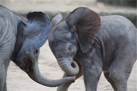 elephant calf - Veaux d'éléphant africain Photographie de stock - Rights-Managed, Code: 700-02671163