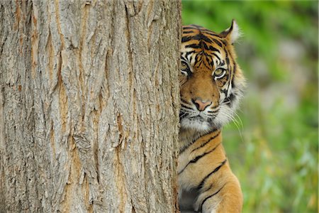 Tigre de Sumatra furtivement par derrière un arbre Photographie de stock - Rights-Managed, Code: 700-02671194