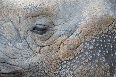 rhinocéros - Gros plan des yeux de rhinocéros Photographie de stock - Rights-Managed, Code: 700-02671195
