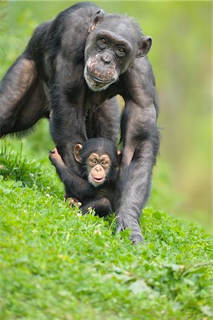 singe (primate) - Mère et bébé chimpanzé Photographie de stock - Rights-Managed, Code: 700-02671197