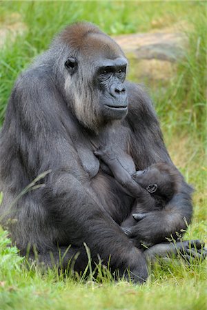 singe (primate) - Mère et bébé gorille des plaines Photographie de stock - Rights-Managed, Code: 700-02671201
