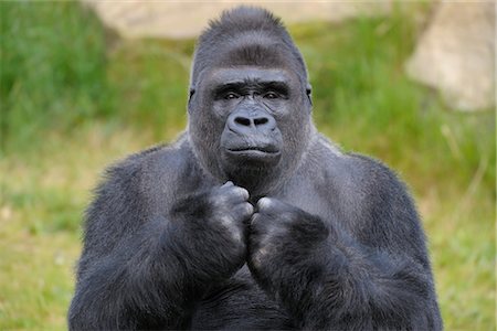 singe (primate) - Gorille dos argenté Photographie de stock - Rights-Managed, Code: 700-02671202