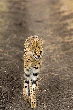 serval - Serval Foto de stock - Con derechos protegidos, Código: 700-02671416