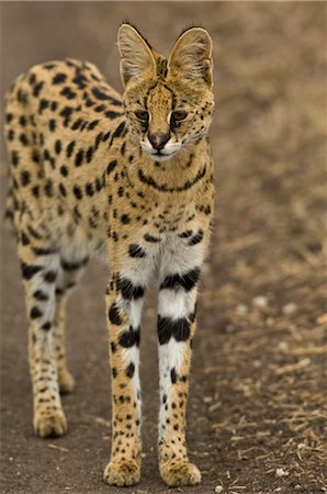 serval - Serval Foto de stock - Con derechos protegidos, Código: 700-02671417