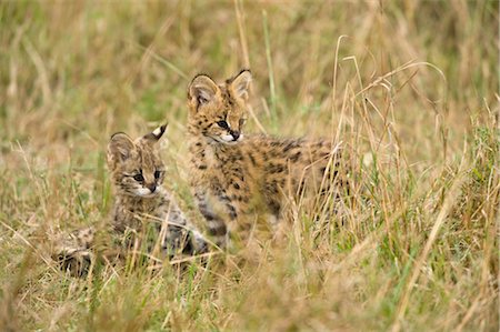serval - Serval Kittens Foto de stock - Con derechos protegidos, Código: 700-02671424