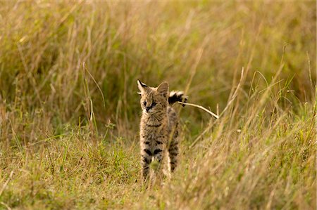 serval - Serval Kitten Foto de stock - Con derechos protegidos, Código: 700-02671427