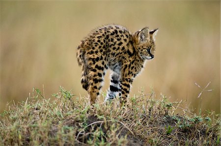 stretching animals - Serval Kitten Stock Photo - Rights-Managed, Code: 700-02671429