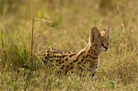 serval - Serval Kitten Foto de stock - Con derechos protegidos, Código: 700-02671434