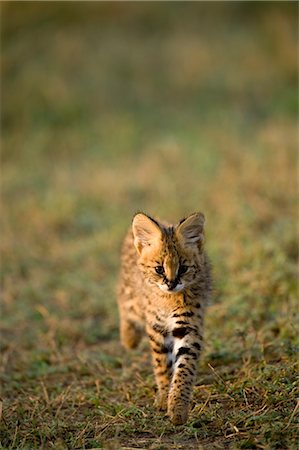 serval - Serval Kitten Foto de stock - Con derechos protegidos, Código: 700-02671435