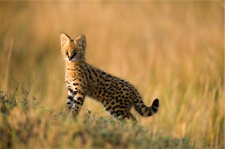 serval - Serval Kitten Foto de stock - Con derechos protegidos, Código: 700-02671438