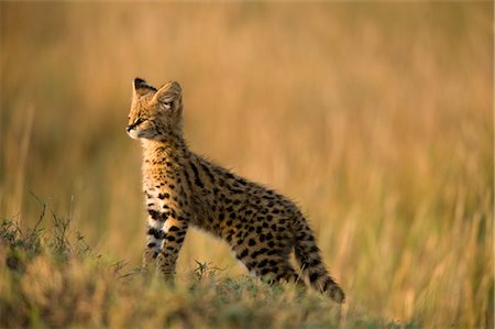 serval - Serval Kitten Foto de stock - Con derechos protegidos, Código: 700-02671439