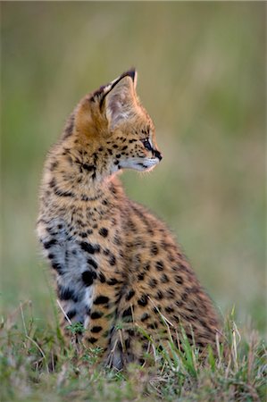 serval - Serval Kitten Foto de stock - Con derechos protegidos, Código: 700-02671445