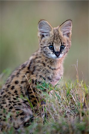 Serval Kitten Foto de stock - Direito Controlado, Número: 700-02671446