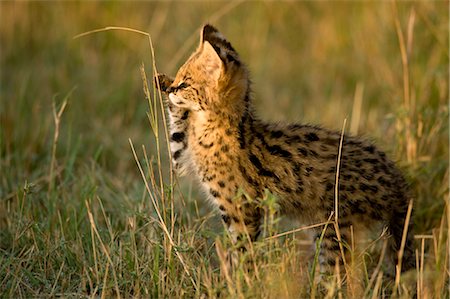 Serval Kitten Playing With Grass Stock Photo - Rights-Managed, Code: 700-02671440