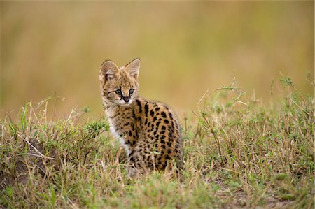 serval - Serval Kitten Foto de stock - Con derechos protegidos, Código: 700-02671443