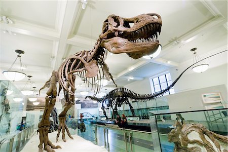 dinosaure - American Museum of Natural History, New York City, New York, États-Unis Photographie de stock - Rights-Managed, Code: 700-02671514