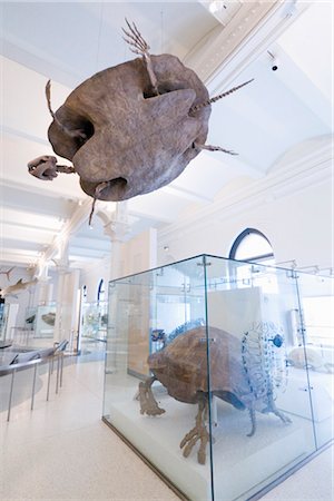 reconstruction - American Museum of Natural History, New York City, New York, États-Unis Photographie de stock - Rights-Managed, Code: 700-02671516