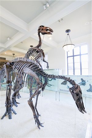 squelette - Musée américain d'histoire naturelle de New York City, New York, États-Unis Photographie de stock - Rights-Managed, Code: 700-02671521
