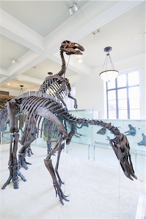 fossil - Musée américain d'histoire naturelle de New York City, New York, États-Unis Photographie de stock - Rights-Managed, Code: 700-02671521