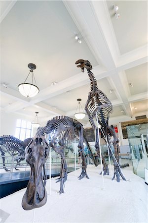 reconstruction - Musée américain d'histoire naturelle de New York City, New York, États-Unis Photographie de stock - Rights-Managed, Code: 700-02671522