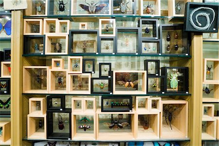 entomología - Framed Insects on Shelves, New York City, New York, USA Foto de stock - Con derechos protegidos, Código: 700-02671538