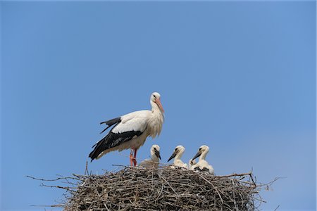 White Stork and Chicks Foto de stock - Con derechos protegidos, Código: 700-02686018