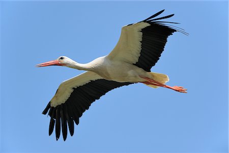 Cigogne blanche Photographie de stock - Rights-Managed, Code: 700-02686019