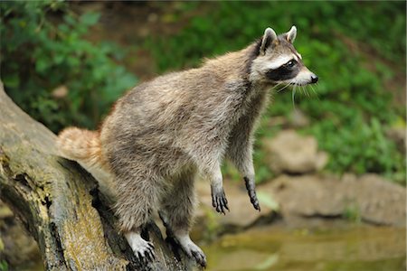 procyon lotor - Raccoon Foto de stock - Con derechos protegidos, Código: 700-02686037