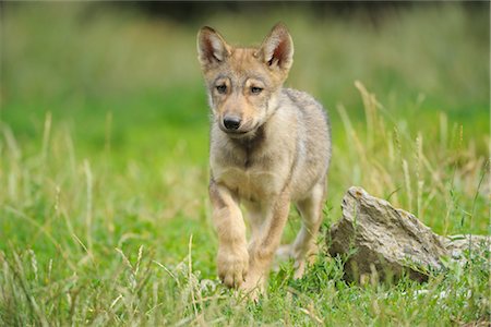pack animal - Wolf Pup Stock Photo - Rights-Managed, Code: 700-02686039