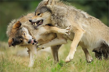 Combats de loups Photographie de stock - Rights-Managed, Code: 700-02686040