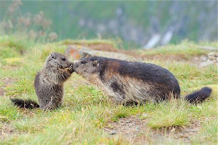 Alpine Marmot Mother and Young Foto de stock - Con derechos protegidos, Código: 700-02686058