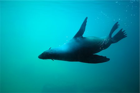 robbe - Seelöwe im Aquarium Stockbilder - Lizenzpflichtiges, Bildnummer: 700-02686051